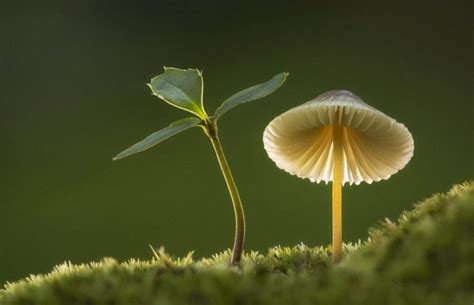 Mushroom Photography:Comprehensive Capturing Nature's beauty