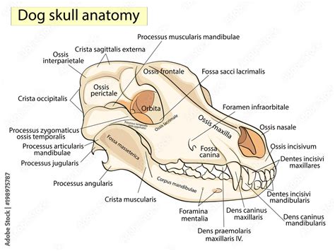 Dog Head Anatomy