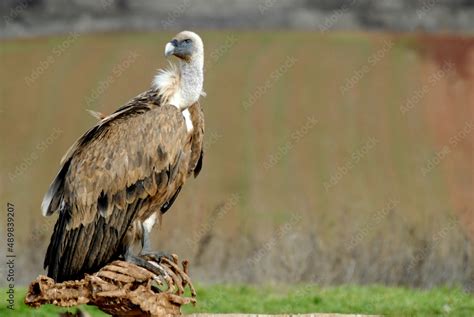 vultures in the midden feed on dead animals Stock Photo | Adobe Stock