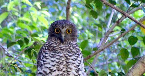 Powerful Owl Habitat threatened in Moreton Bay Area 11/03/2014