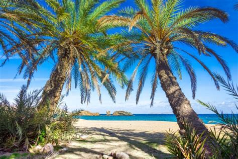 Vai Beach (Vai or Finikodasos) is the largest natural palm forest in Europe