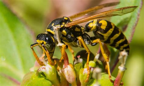 Yellow Jackets Are Not Your Friends | Environmental Pest Management