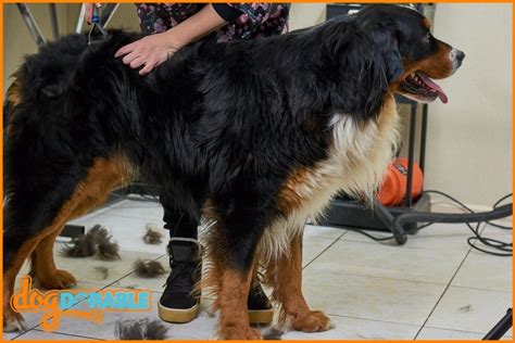 Can You Cut a Bernese Mountain Dog’s Hair? Trimming Considerations