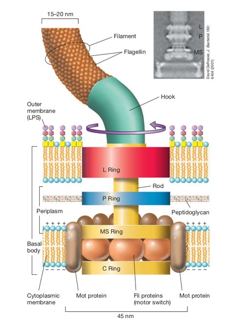 Flagella: Structure, Arrangement, Function • Microbe Online