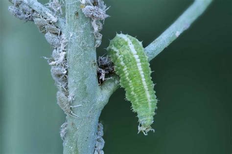 How to Identify and Manage 15 Common Arugula Pests