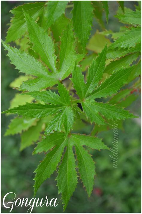 10 Top Health Benefits, Nutrition & Uses Of Gongura | Pulicha Keerai ...