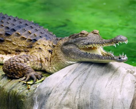 Freshwater Crocodile - Facts, Diet, Habitat & Pictures on Animalia.bio