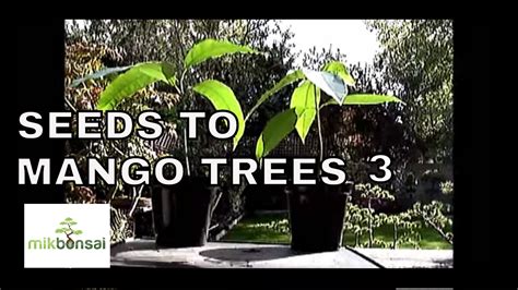 How to Grow Bonsai Mango Trees From Seeds Part 3 - YouTube