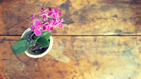 Orchid care for beginners- it's easier than you thought! ⋆ Take Them Outside