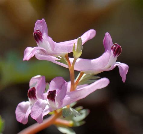 Corydalis sp. | The seeds were a gift, and we can't read And… | Flickr