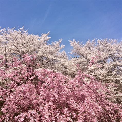 Cherry Blossoms In Nagano - SNOW MONKEY RESORTS