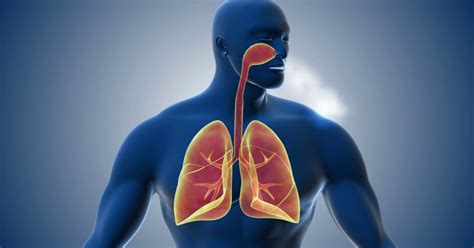 The 12 parts of the respiratory system (characteristics and functions) | 【 2024