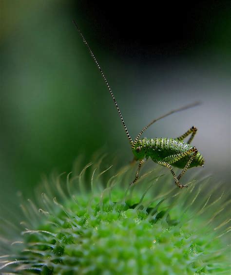 Macro Photography of Green Insect · Free Stock Photo