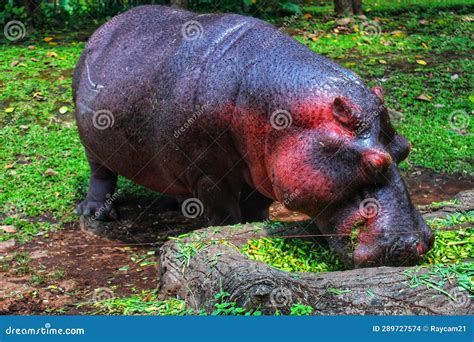 A Fat Hippo is Eating Green Grass Stock Photo - Image of green, hippoo: 289727574