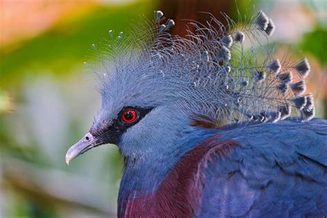 Papua New Guinea's Incredible Birdlife in 10 Photos