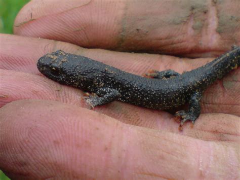 Great Crested Newts? — BBC Gardeners' World Magazine