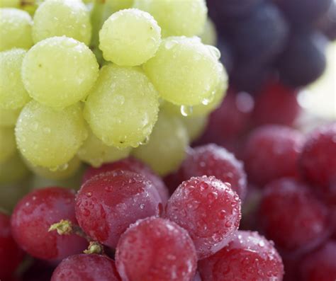 Common Questions about Grapes Answered | Daily Harvest Express