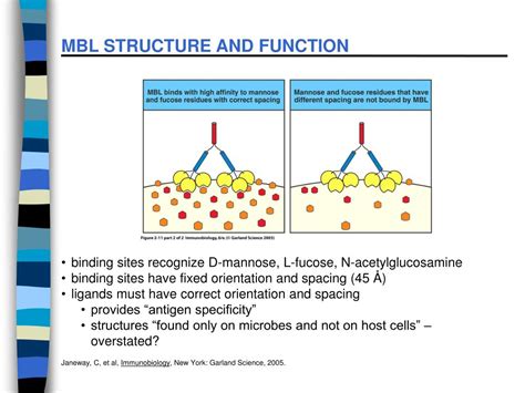 PPT - MANNOSE-BINDING LECTIN PATHWAY PowerPoint Presentation - ID:320693