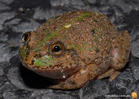 Frogs: Water-holding frog