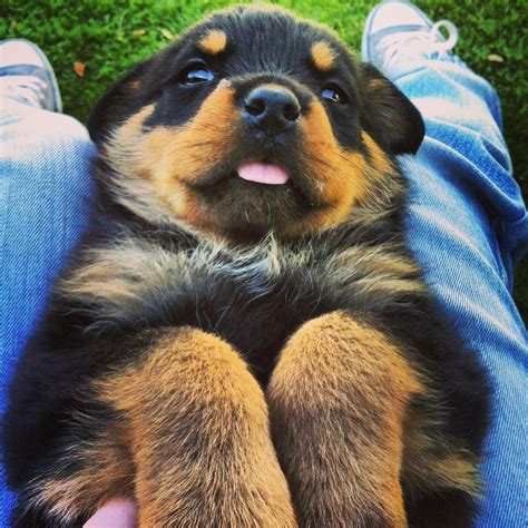 Baby Rottweilers Baby Rottweiler, Rottweiler Training, Rottweiler Lovers, Baby Puppies, Cute ...