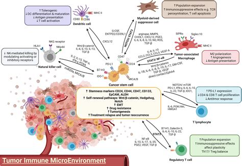 Frontiers | Cancer Stem Cells: Emerging Key Players in Immune Evasion of Cancers