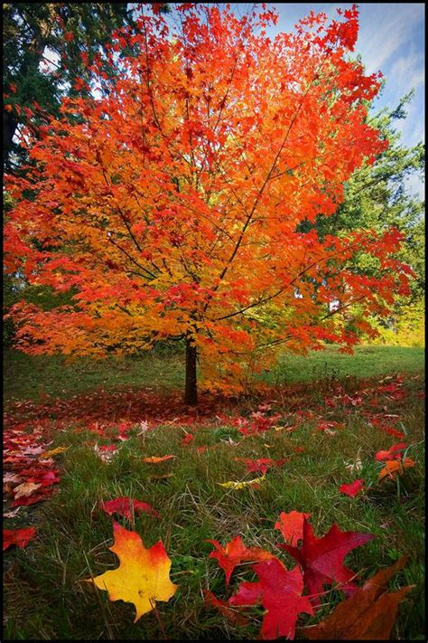 Sugar Maple Tree - Fast-growing native with bright fall color! (2 year ...