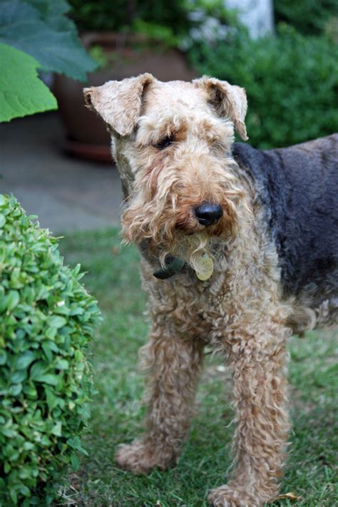 Welsh Terrier Dog Free Stock Photo - Public Domain Pictures