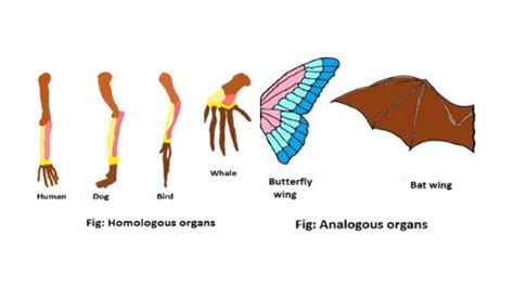 Homologous vs Analogous organs - Science Query