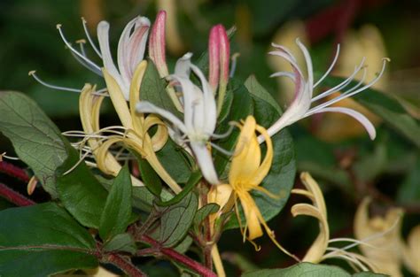 Japanese Honeysuckle Vines, Non-Invasive Alternatives