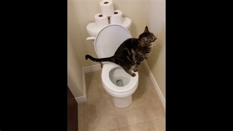 Cat using toilet and Flushes 1/2 - YouTube