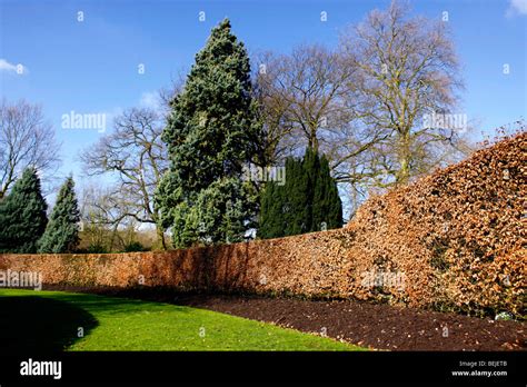 FAGUS SYLVATICA. BEECH HEDGE IN WINTER Stock Photo - Alamy