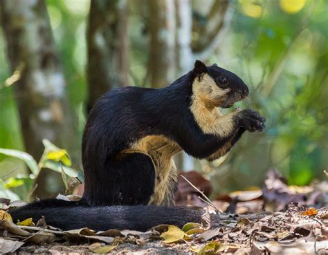 Black Giant Squirrel , Tailand | Black giant squirrel, Giant squirrel ...