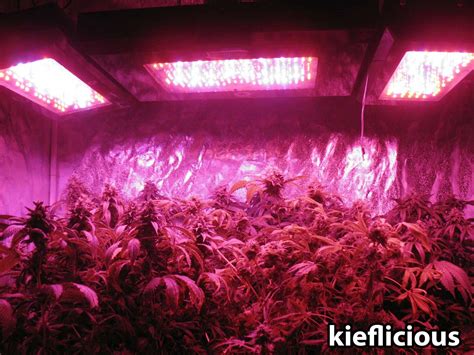 Cannabis Grow Light Breakdown: Heat, Cost & Yields | Grow Weed Easy