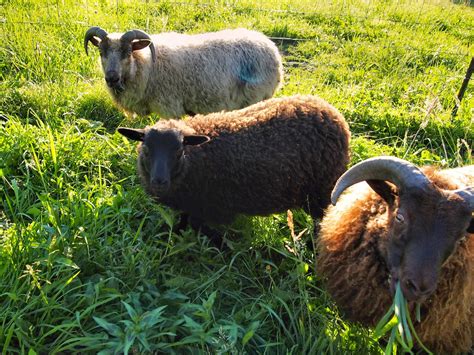 Twisted Fern Farm: Icelandic Sheep Wool