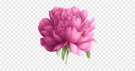 Peony, flower, purple, peony png | PNGWing