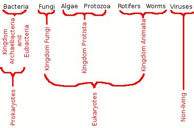 Lesson 2: Classification of Microorganisms