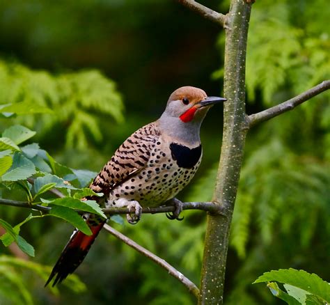 Alabama State Bird | Northern Flicker