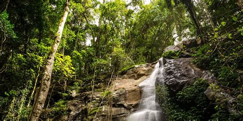 Bunya Mountains The Beautiful South, Dream Properties, Toowoomba, Tropical Rainforest, Pine ...