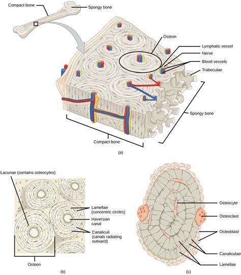 Labeled Bone Connective Tissue