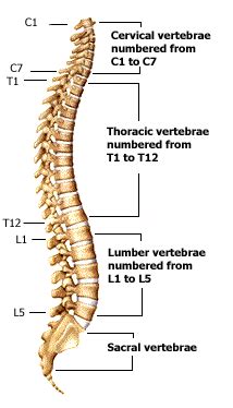 Understanding spine anatomy | Dr. Joshua Wind, MD