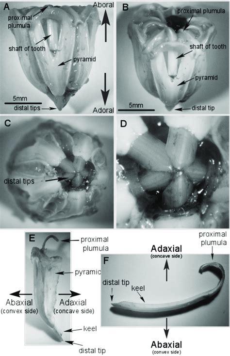 Figure S1. Anatomy and nomenclature of the sea urchin teeth in S ...