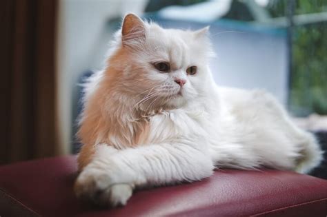 The 235 Best Persian Cat Names - LOL Cats