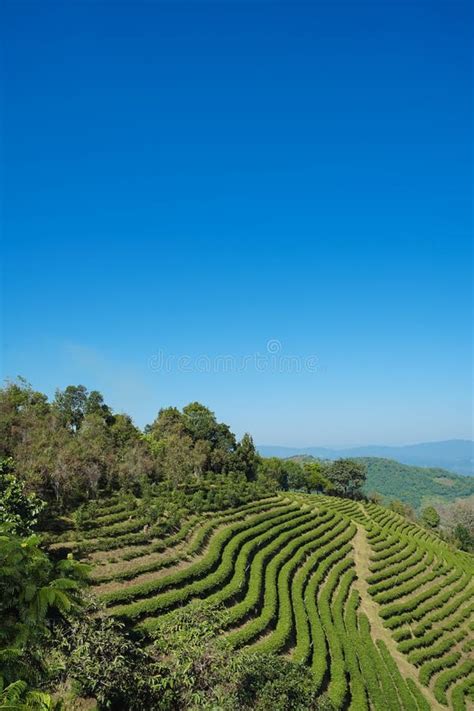 Tea Plantation in Doi Mae Salong, Chiang Rai Thailand Stock Photo - Image of harvesting ...