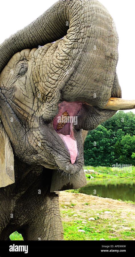 Elephant, adult, close-up of head, trunk up, open mouth showing large ...