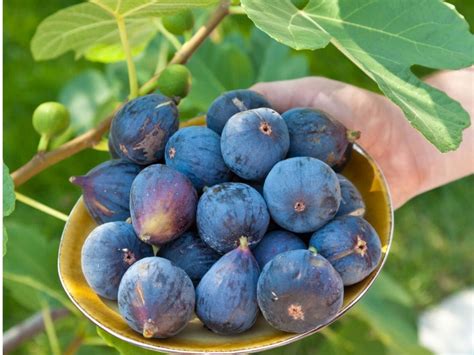 18 Fantastic Fig Tree Varieties to Grow at Home ~ Homestead and Chill