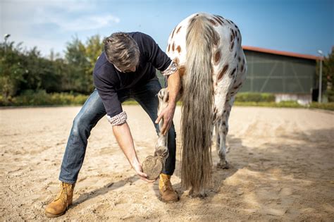 Stringhalt in Horses: Causes, Symptoms & Treatment | Mad Barn