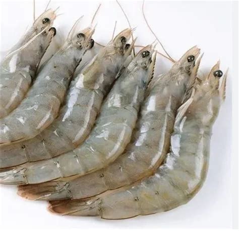 Frozen Vannamei Prawns at Rs 500/kg | Vannamei Prawn in Pune | ID ...