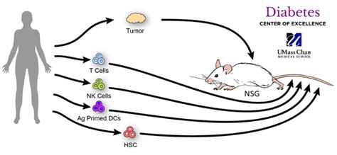 Humanized Mouse Diabetes and Cancer Research | Dale Greiner, PhD