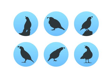 Quail Silhouettes Free Vector Pack 161274 Vector Art at Vecteezy