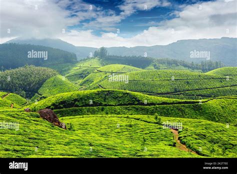 Tea plantations, India Stock Photo - Alamy